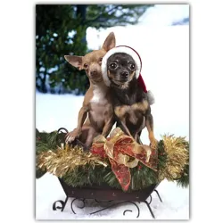 Chihuahua Holiday Card Set (LAST ONE!)