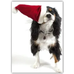 King Charles Cavalier Holiday Card Set