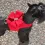 Susan Lanci Nouveau Bow Bailey II Harness