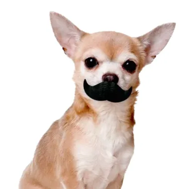 Paci-Chew Mustache Dog Chew Toy